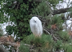 Egretta garzetta