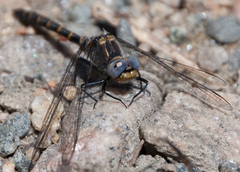 Williamsonia lintneri