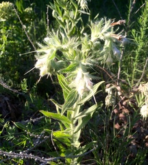 Lithospermum bejariense