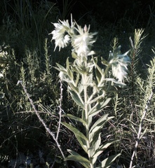 Lithospermum bejariense