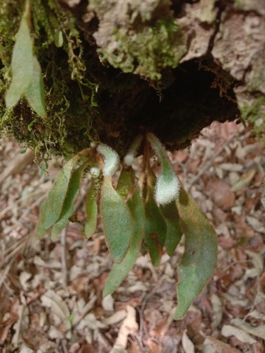 Pyrrosia porosa, photograph 5