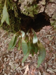 Pyrrosia porosa, photograph (c) vrxz, some rights reserved (CC BY-SA)