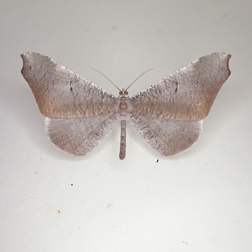 Macrosoma rubedinaria