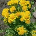 Marsh Fleawort - Photo (c) Chantel, some rights reserved (CC BY-NC), uploaded by Chantel