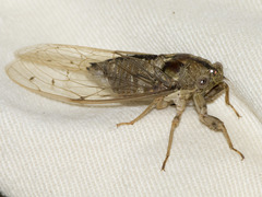 Cicadidae