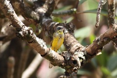 Motacilla flava thunbergi