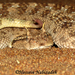 Arabian Horned Viper - Photo (c) hossein_nabizadeh, some rights reserved (CC BY-NC)