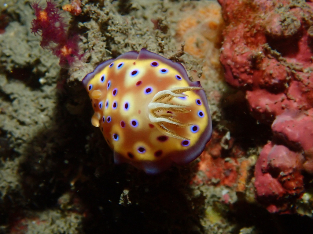 Goniobranchus kuniei