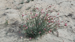 Lotus bryantii