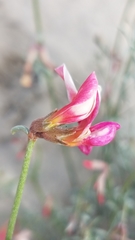 Lotus bryantii