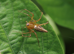 Oxyopes javanus