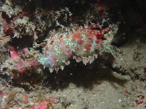 marbled shrimp
