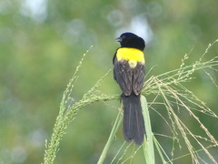 Yellow-Mantled Widowbird photo 4