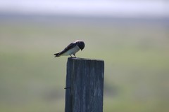 Tachycineta bicolor