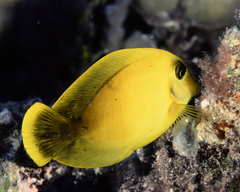 Acanthurus pyroferus