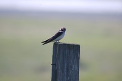 Tachycineta bicolor