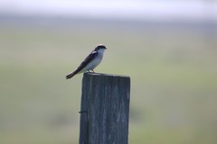 Tachycineta bicolor