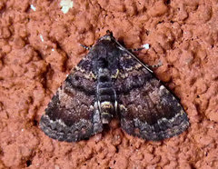 Metalectra richardsi