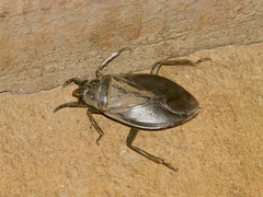 Belostoma
