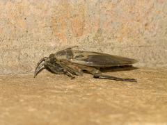 Belostoma