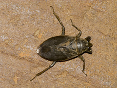 Belostoma