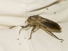 Belostoma