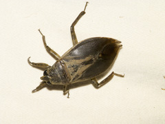 Belostoma