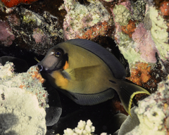 Acanthurus pyroferus