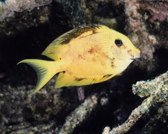 Ctenochaetus binotatus