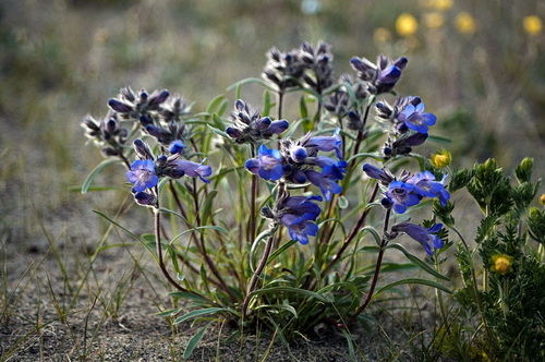 Gorman's Beardtongue