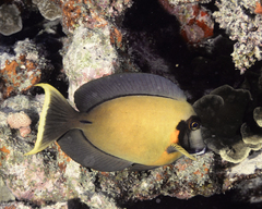 Acanthurus pyroferus