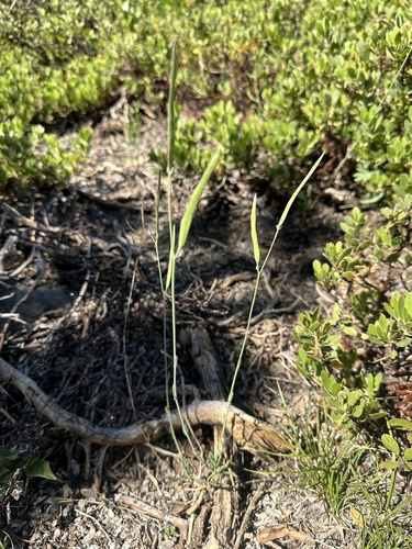 Image of Pioneer Rockcress (Boechera platysperma) by (c) Matt Berger, some rights reserved (CC BY)