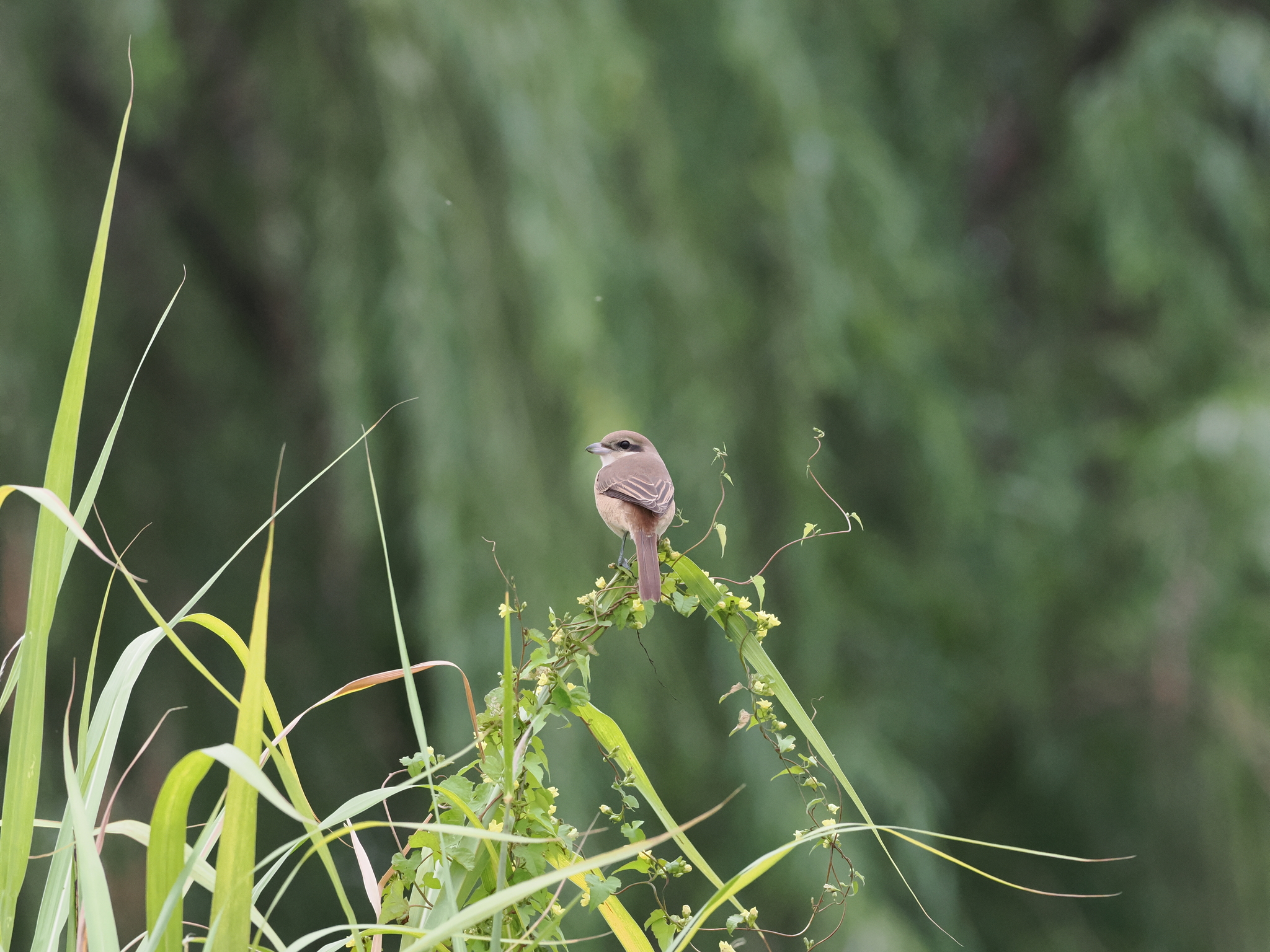 Brown Shrike