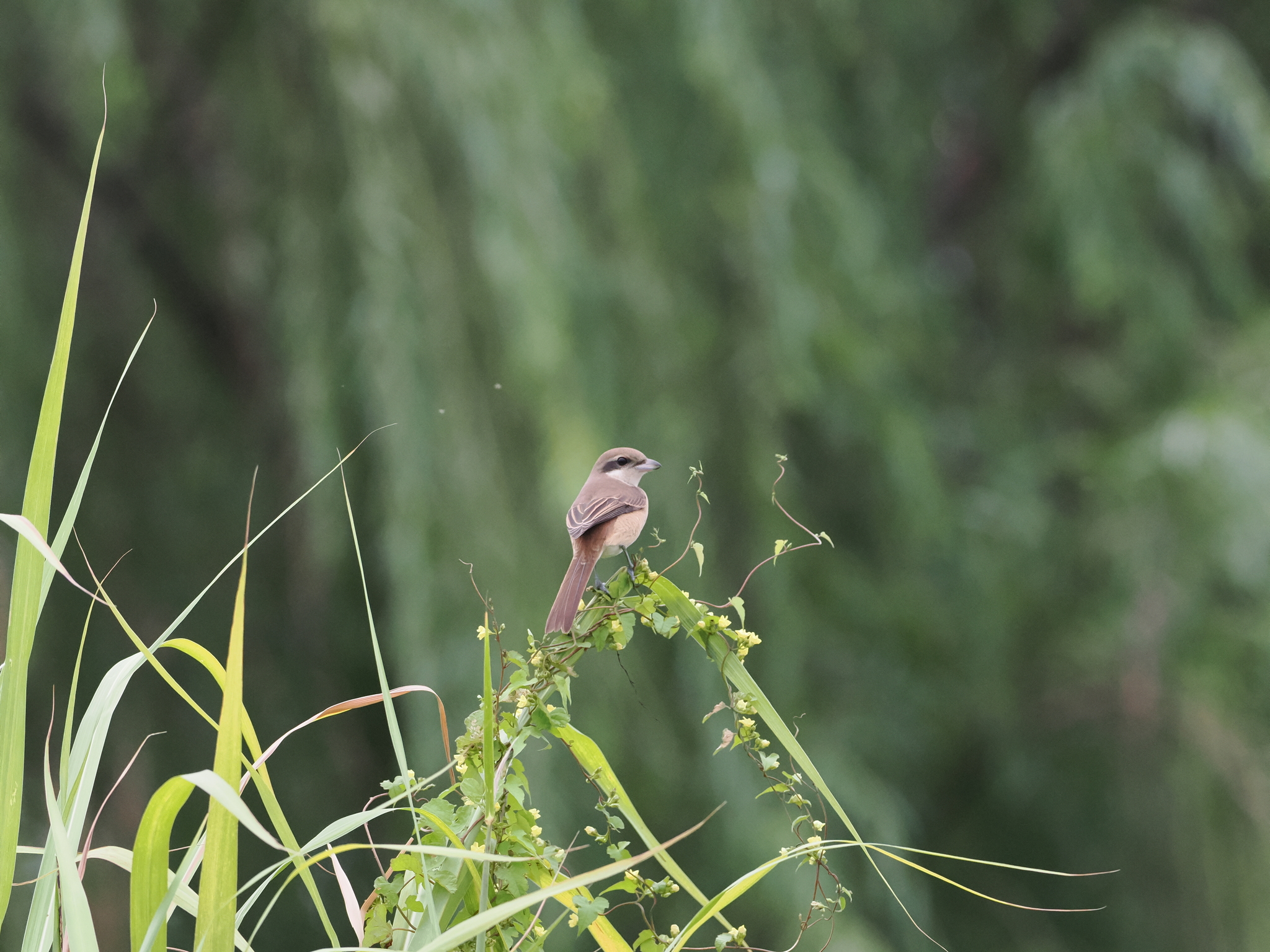 Brown Shrike