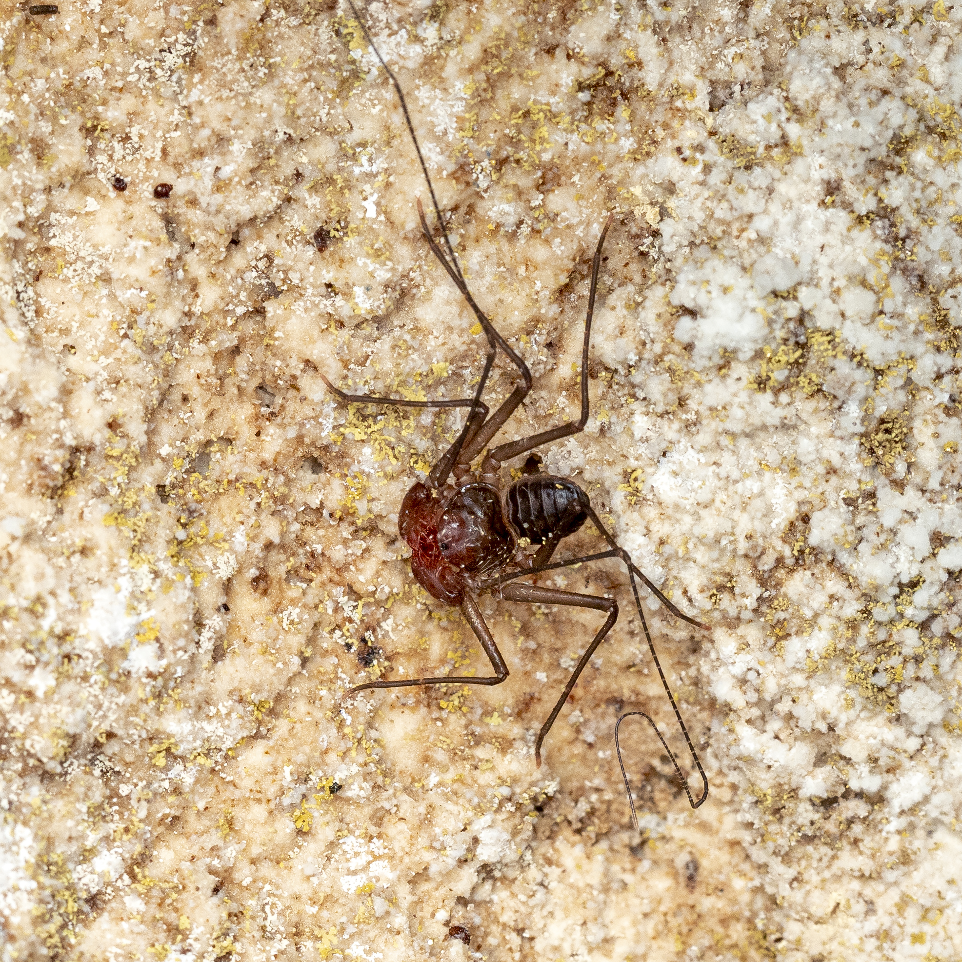 Sarax brachydactylus Simon, 1892