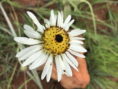 Berkheya zeyheri