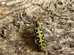 Saperda scalaris