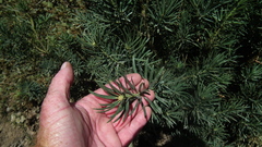 Podocarpus elongatus
