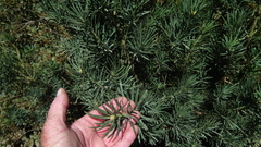 Podocarpus elongatus
