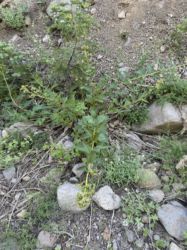 Image of Phacelia procera by (c) Matt Berger, some rights reserved (CC BY)