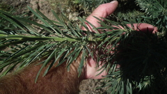 Podocarpus elongatus