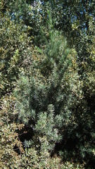 Podocarpus elongatus