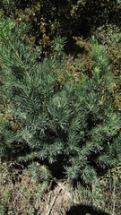 Podocarpus elongatus