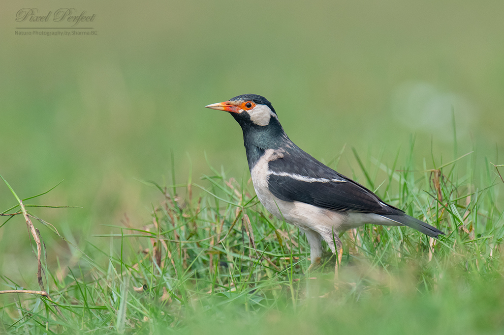 Asian Pied Starlings