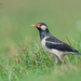Asian Pied Starlings - Photo (c) Sharma BC, some rights reserved (CC BY-NC), uploaded by Sharma BC