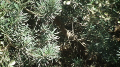 Podocarpus elongatus
