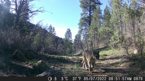 North American Mountain Lion photographed in Utah