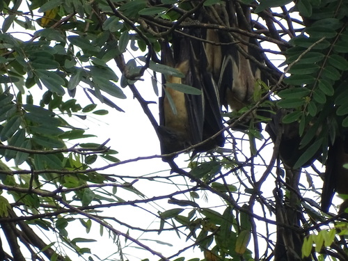 Straw-coloured Fruit Bat