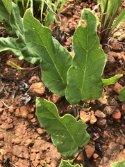 Ipomoea oblongata