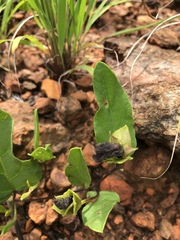 Ipomoea oblongata